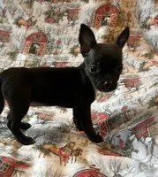 Elle pending, a female Chihuahua for sale in Lone Grove, OK – Photo 2 of 5