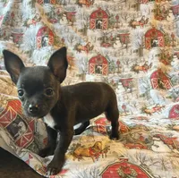 Elle pending, a female Chihuahua for sale in Lone Grove, OK – Photo 1 of 5