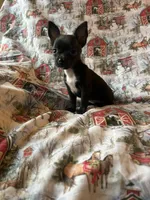 Elle pending, a female Chihuahua for sale in Lone Grove, OK – Photo 5 of 5