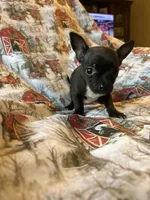 Elle pending, a female Chihuahua for sale in Lone Grove, OK – Photo 4 of 5