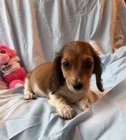 Cale AKC, a male Miniature Dachshund for sale in Lone Grove, OK – 2 of 5