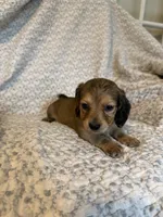 Harper , a female Miniature Dachshund for sale in Lone Grove, OK – 2 of 5