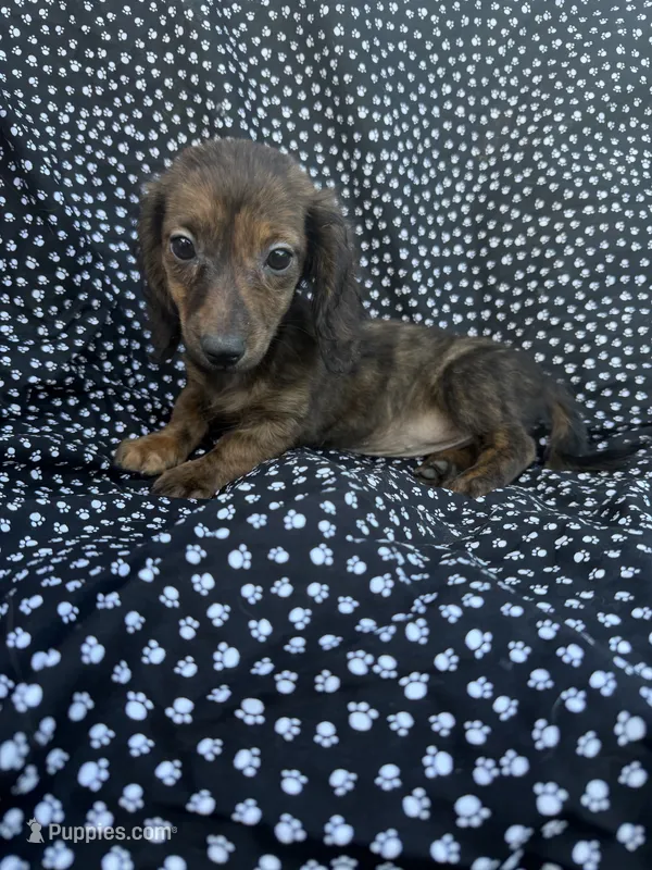 Daly – Miniature Dachshund puppy for sale in Lone Grove, OK