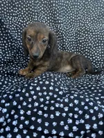 Daly, a female Miniature Dachshund for sale in Lone Grove, OK – 1 of 6