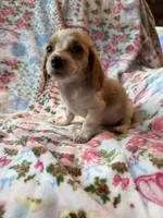 Calli AKC, a female Miniature Dachshund for sale in Lone Grove, OK – 2 of 3