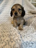 Harper , a female Miniature Dachshund for sale in Lone Grove, OK – 3 of 5