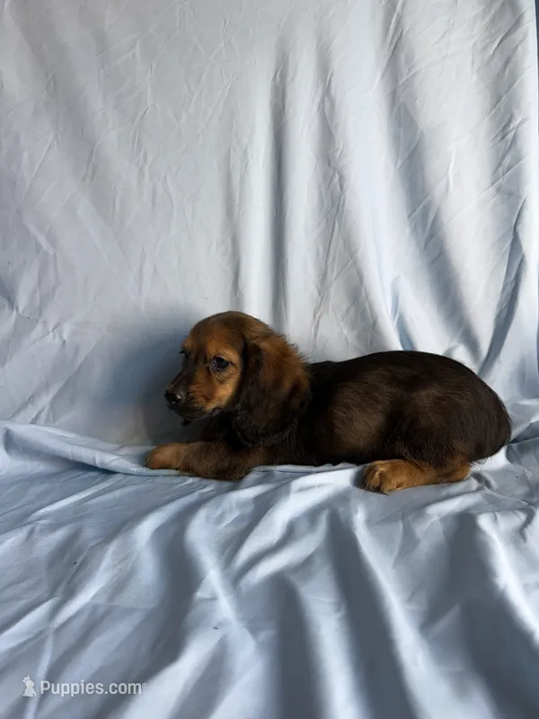 Bray – Miniature Dachshund puppy for sale in Lone Grove, OK