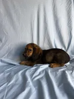 Bray, a male Miniature Dachshund for sale in Lone Grove, OK – 1 of 3