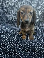 Daly, a female Miniature Dachshund for sale in Lone Grove, OK – 3 of 6
