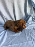 Bailey , a female Miniature Dachshund for sale in Lone Grove, OK – 2 of 3