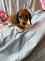 Cale AKC, a male Miniature Dachshund for sale in Lone Grove, OK – 5 of 5