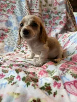Calli AKC, a female Miniature Dachshund for sale in Lone Grove, OK – 3 of 3