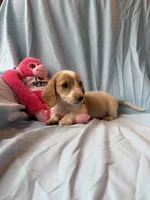 Charlie AKC, a male Miniature Dachshund for sale in Lone Grove, OK – 4 of 6