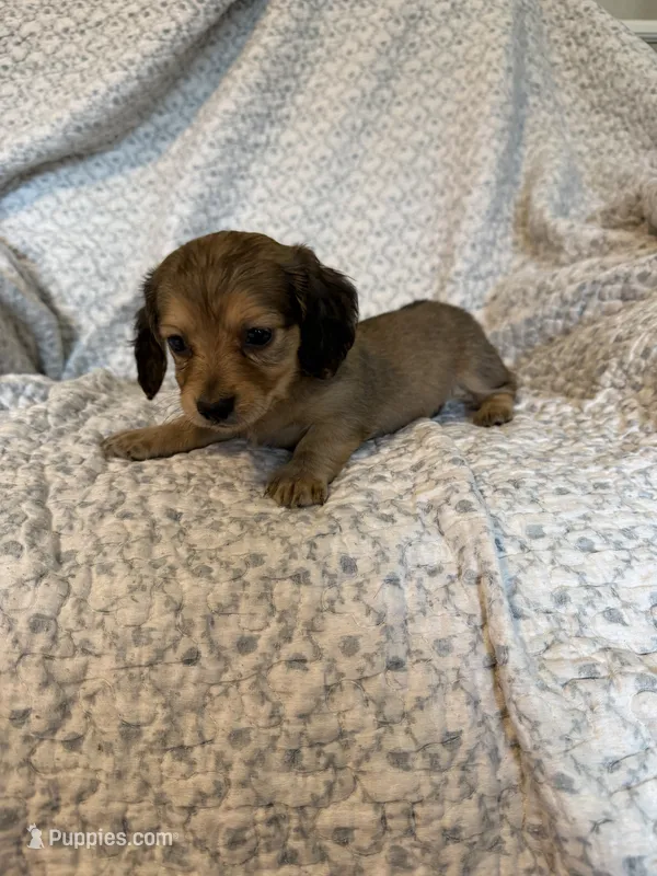 Harper  – Miniature Dachshund puppy for sale in Lone Grove, OK