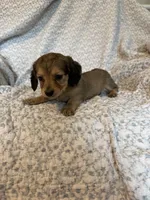 Harper , a female Miniature Dachshund for sale in Lone Grove, OK – 1 of 5
