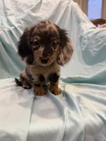 Mady AKC, a female Miniature Dachshund for sale in Lone Grove, OK – 4 of 8