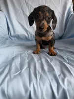 Milo, a male Miniature Dachshund for sale in Lone Grove, OK – 4 of 4