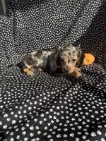 Chloe, a female Miniature Dachshund for sale in Lone Grove, OK – 5 of 6