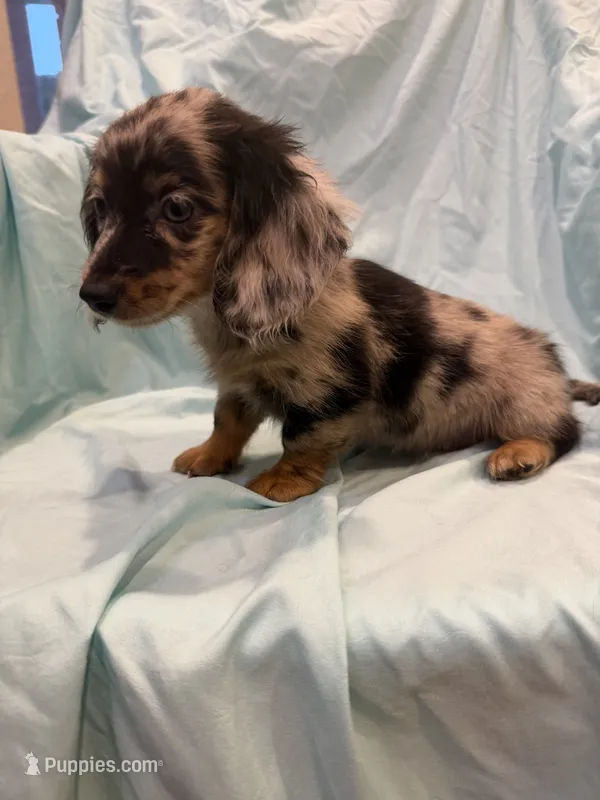Mady AKC – Miniature Dachshund puppy for sale in Lone Grove, OK