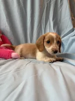 Charlie AKC, a male Miniature Dachshund for sale in Lone Grove, OK – 3 of 6