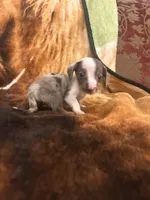 Derk, a male Miniature Dachshund for sale in Lone Grove, OK – Photo 3 of 5