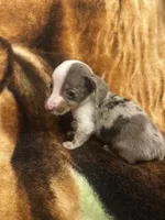 Derk, a male Miniature Dachshund for sale in Lone Grove, OK – Photo 2 of 5