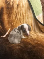 Derk, a male Miniature Dachshund for sale in Lone Grove, OK – Photo 4 of 5