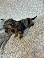 Hudson, a male Miniature Dachshund for sale in Lone Grove, OK – 3 of 6