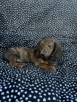 Daly, a female Miniature Dachshund for sale in Lone Grove, OK – 6 of 6