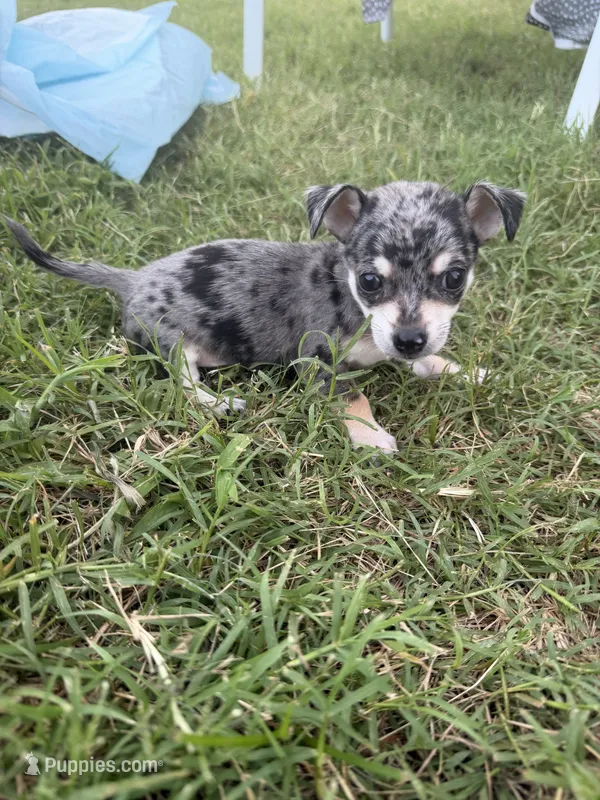 Livi – Chihuahua puppy for sale in Lone Grove, OK