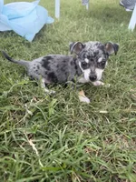 Livi, a female Chihuahua for sale in Lone Grove, OK – 1 of 5