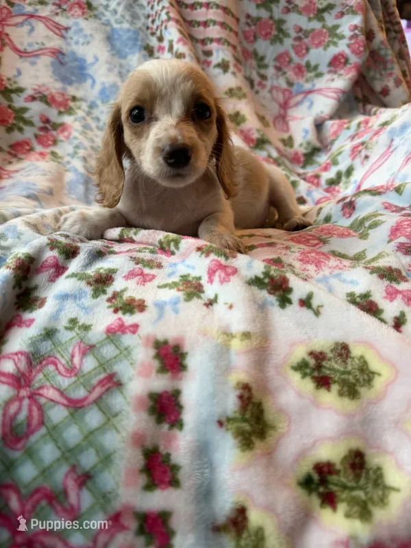 Calli AKC – Miniature Dachshund puppy for sale in Lone Grove, OK