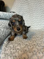 Hudson, a male Miniature Dachshund for sale in Lone Grove, OK – 6 of 6