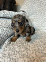 Hudson, a male Miniature Dachshund for sale in Lone Grove, OK – 5 of 6