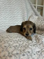 Hailey , a female Miniature Dachshund for sale in Lone Grove, OK – 2 of 5
