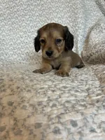 Hailey , a female Miniature Dachshund for sale in Lone Grove, OK – 5 of 5