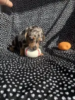 Cassie, a female Miniature Dachshund for sale in Lone Grove, OK – 5 of 6