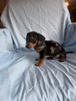 Milo, a male Miniature Dachshund for sale in Lone Grove, OK – 3 of 4