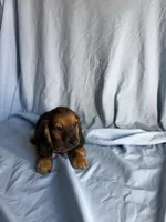 Bray, a male Miniature Dachshund for sale in Lone Grove, OK – 3 of 3