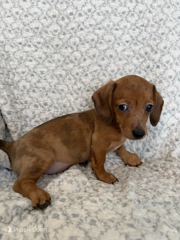 Lilly  – Miniature Dachshund puppy for sale in Lone Grove, OK