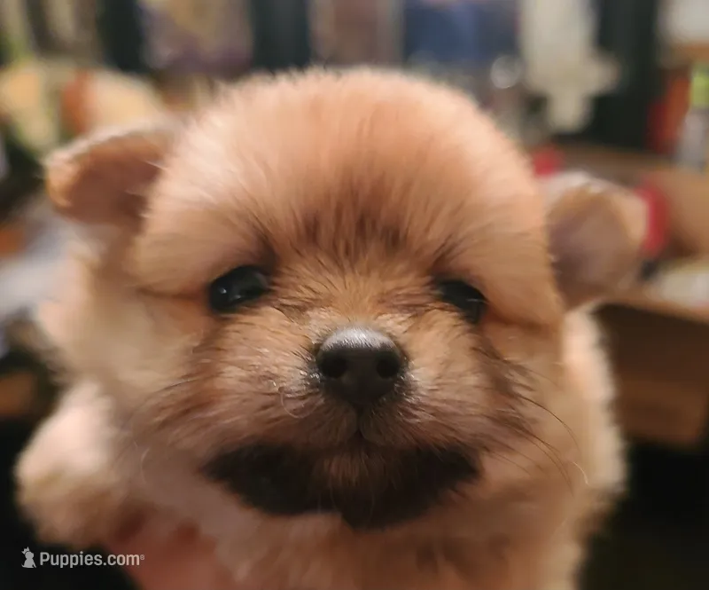 Cosmo – Pomeranian puppy for sale in Russell Springs, KY