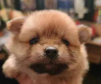 Cosmo, a male Pomeranian for sale in Russell Springs, KY – 1 of 7