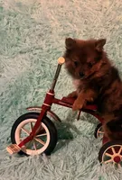 AVA, a female Pomeranian for sale in Russell Springs, KY – 3 of 9