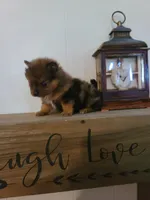 AVA, a female Pomeranian for sale in Russell Springs, KY – 4 of 7