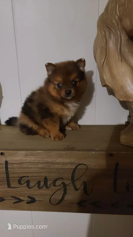 AVA – Pomeranian puppy for sale in Russell Springs, KY