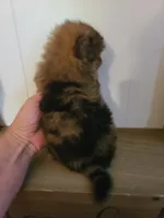 AVA, a female Pomeranian for sale in Russell Springs, KY – 3 of 7