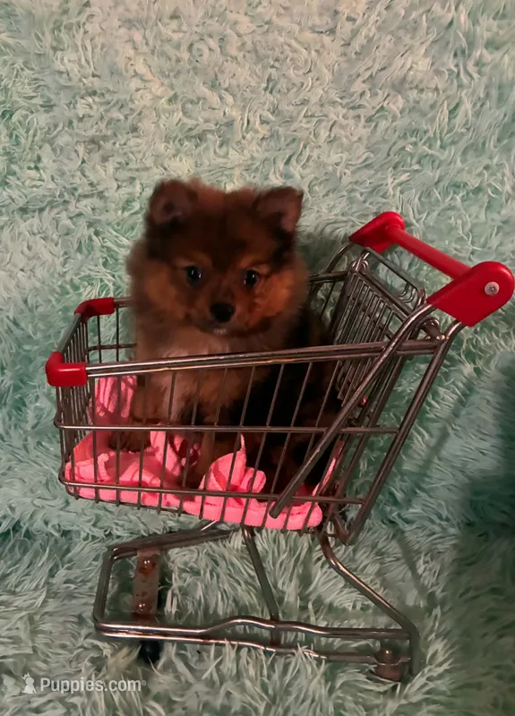AVA – Pomeranian puppy for sale in Russell Springs, KY