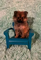 ADDY, a female Pomeranian for sale in Russell Springs, KY – 8 of 8