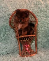 AVA, a female Pomeranian for sale in Russell Springs, KY – 5 of 9