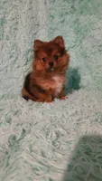 AVA, a female Pomeranian for sale in Russell Springs, KY – 9 of 9